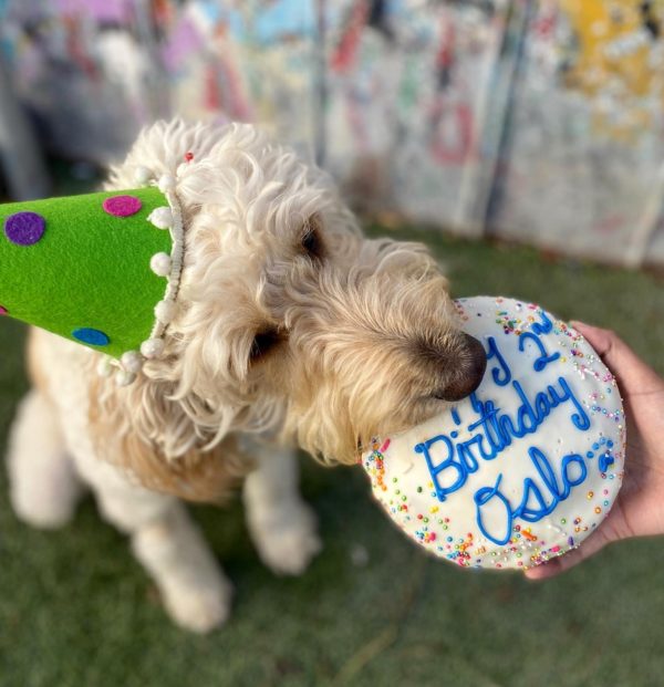 BARK Birthday Cake